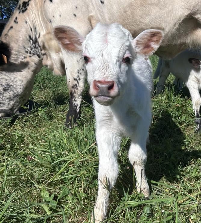 A white calf standing beside its mother in the grass