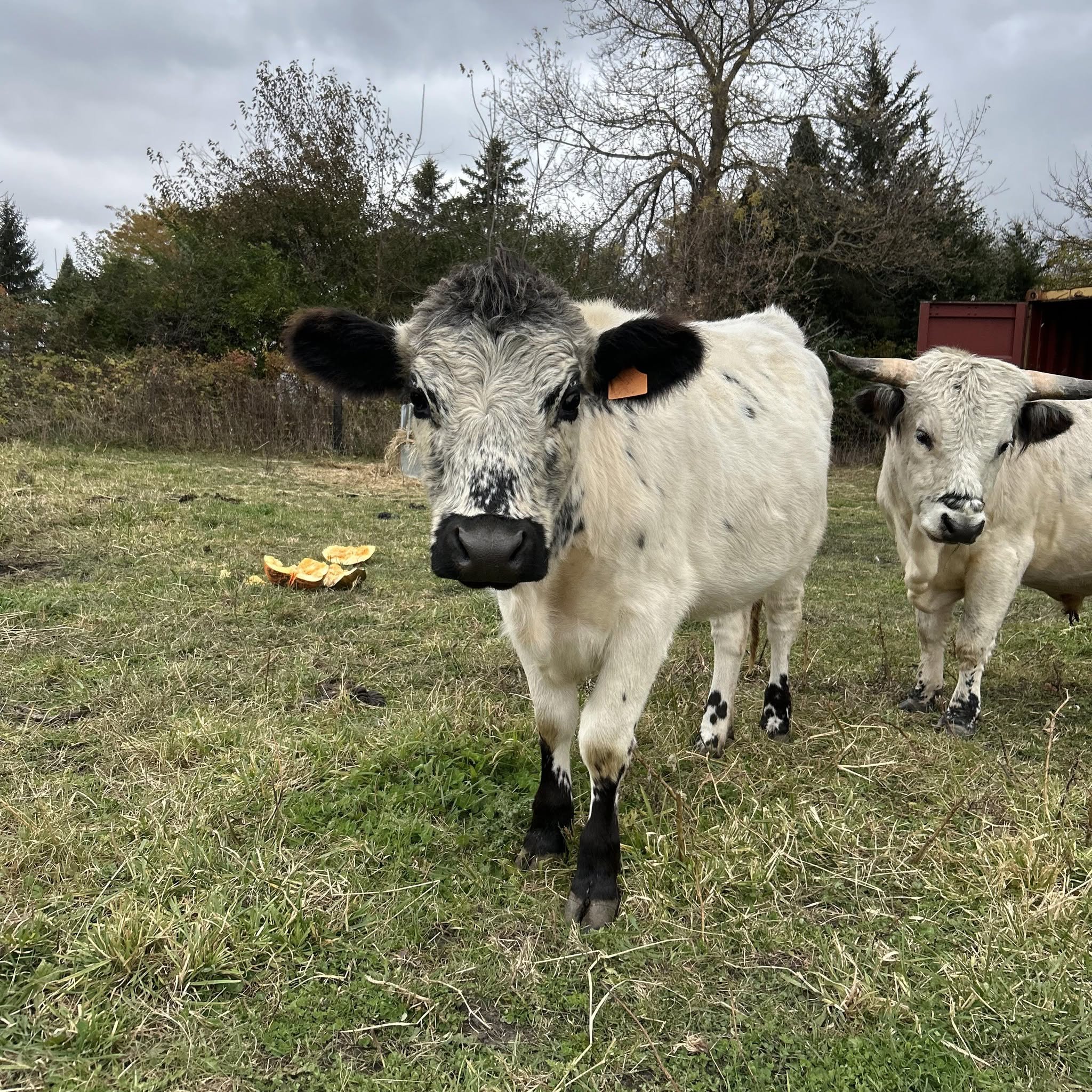 Two speckled cattle looking toward the camera at the ranch