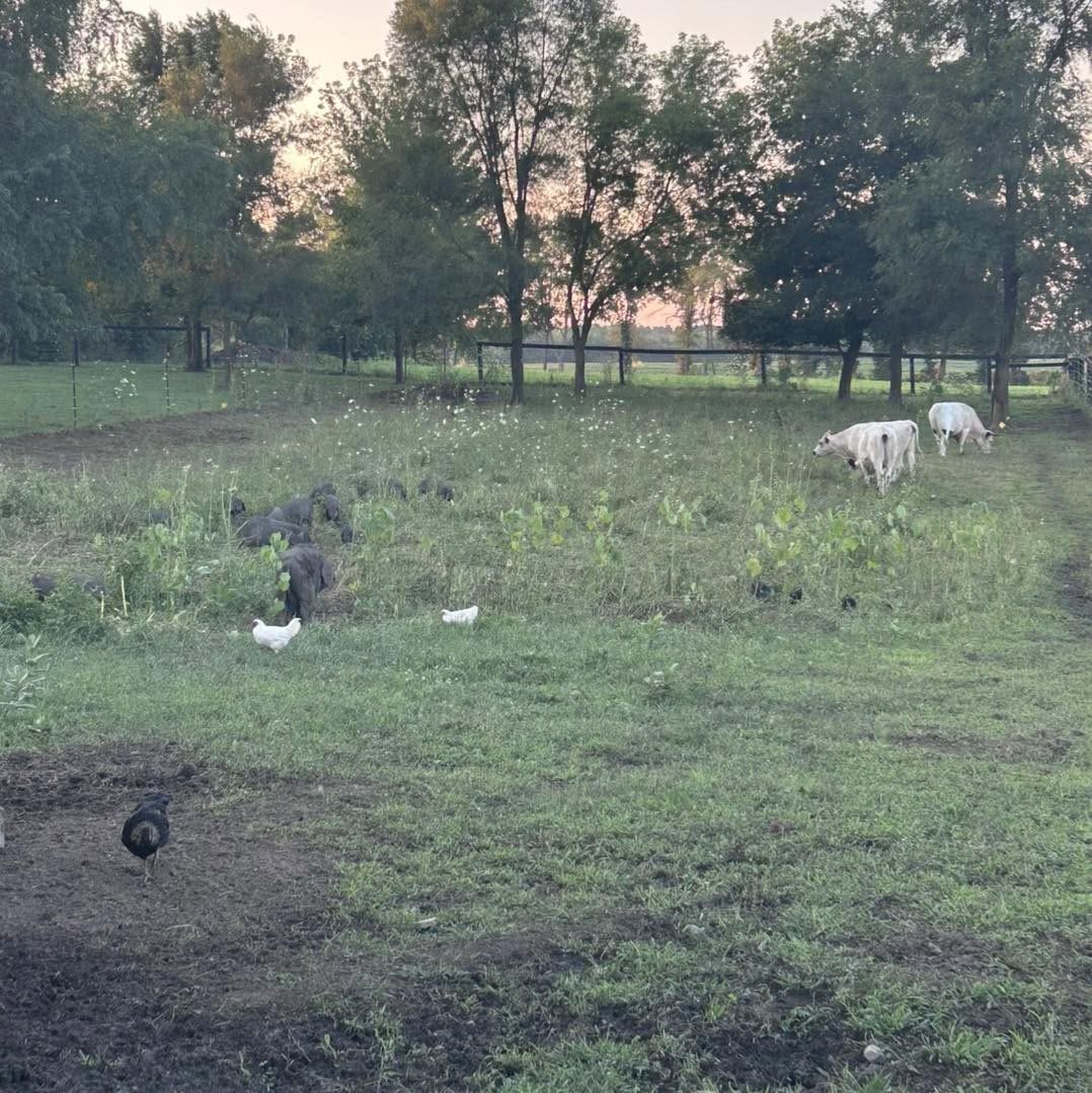 Cattle, pigs, and chickens sharing a green pasture at dusk