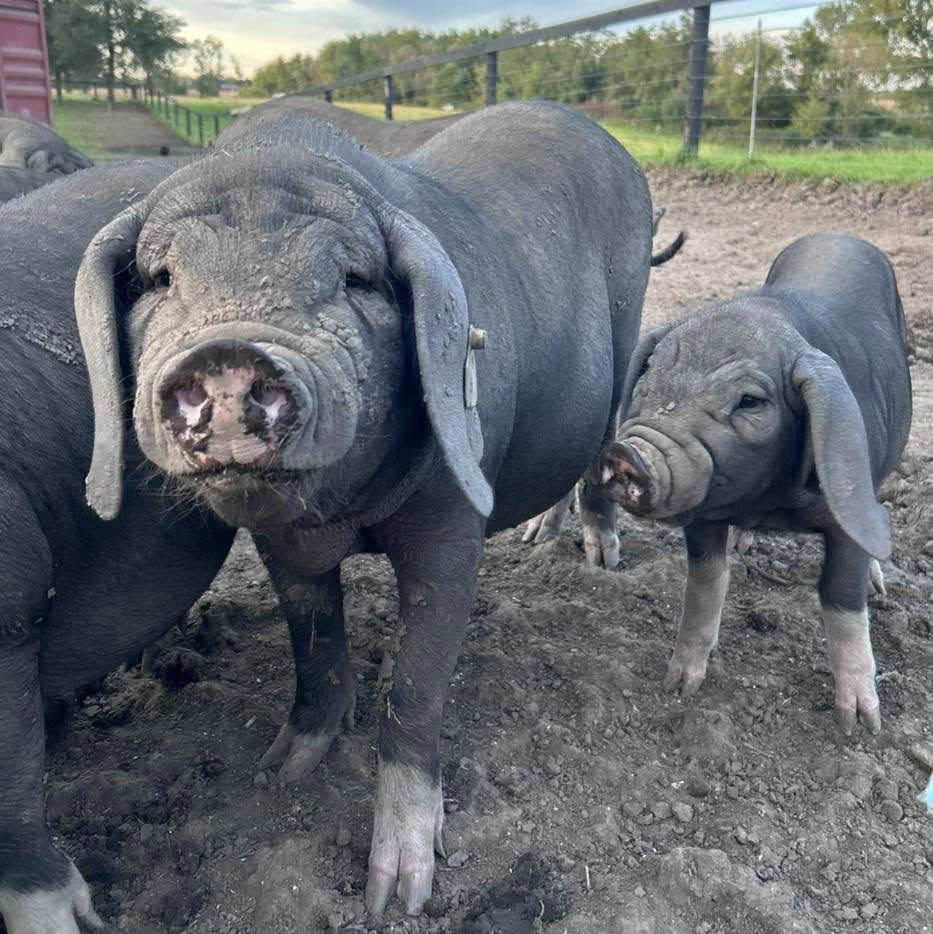 A sow and piglet at Rich Earth Ranch
